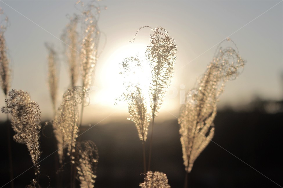 노을,역광,reed,갈대,가을