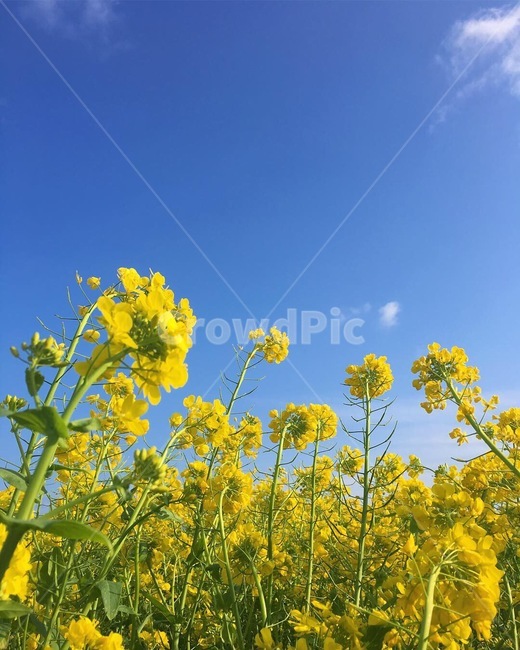 유채꽃,꽃,하늘,파란하늘,자연