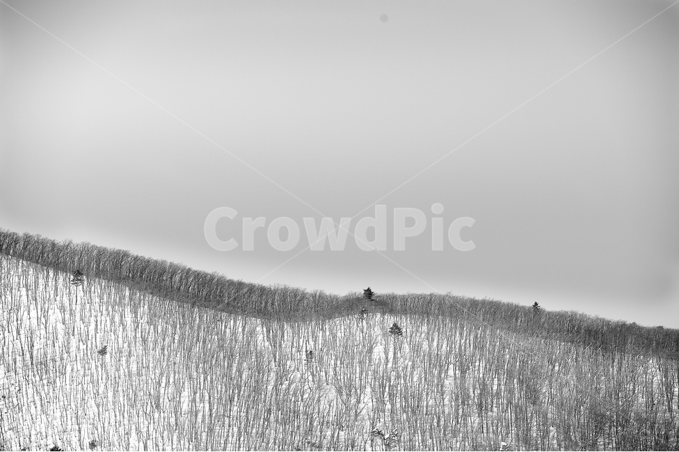 대관령,눈,산,나무,눈덮힌산,겨울,계절,winter,season,자연,풍경,nature,landscape,흑백,모노톤,monochrome,black and white