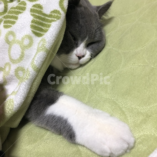 고양이발,고양이젤리,브리티시숏헤어,고양이,초록색이불