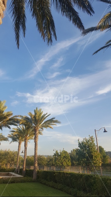 california,캘리포니아,야자수,캘리포니아노을,노을,미서부