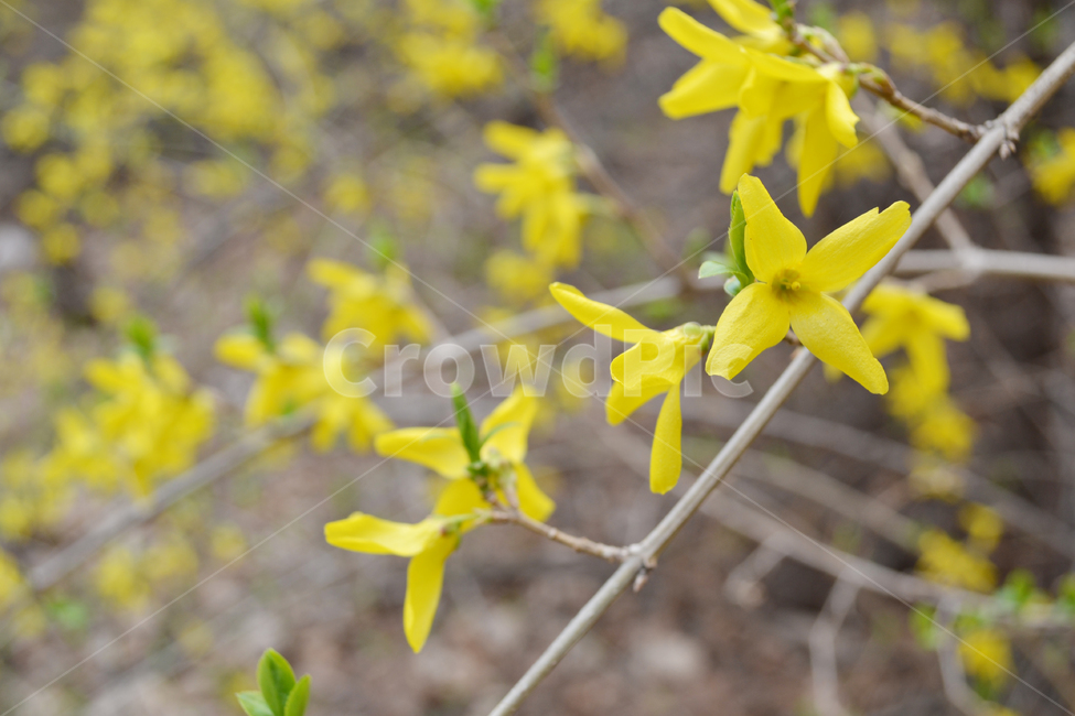 꽃,자연,식물,개나리,봄꽃,노란색,forsythia,flower,식물,자연,plants,nature,꽃,flower