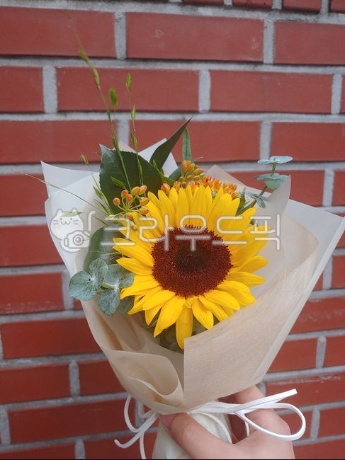 yellow flower,sunflower,flower