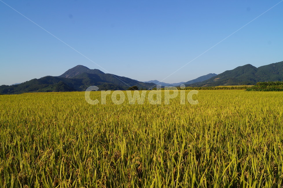 논,벼,수도작,나락,곡식,들판,농업,풍경,산업,industry,industrial,농업,농사,agriculture,farming,farming industry