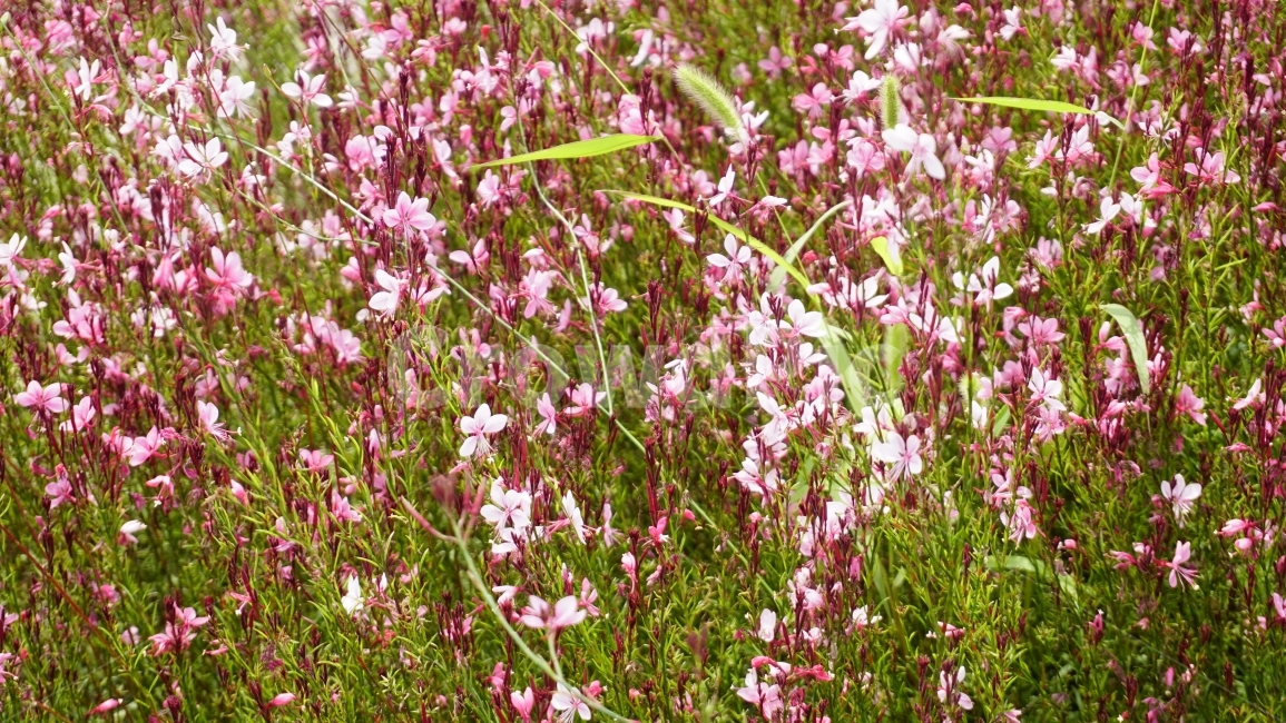 식물,공원,들꽃,핑크,꽃,식물,자연,plants,nature,꽃,flower