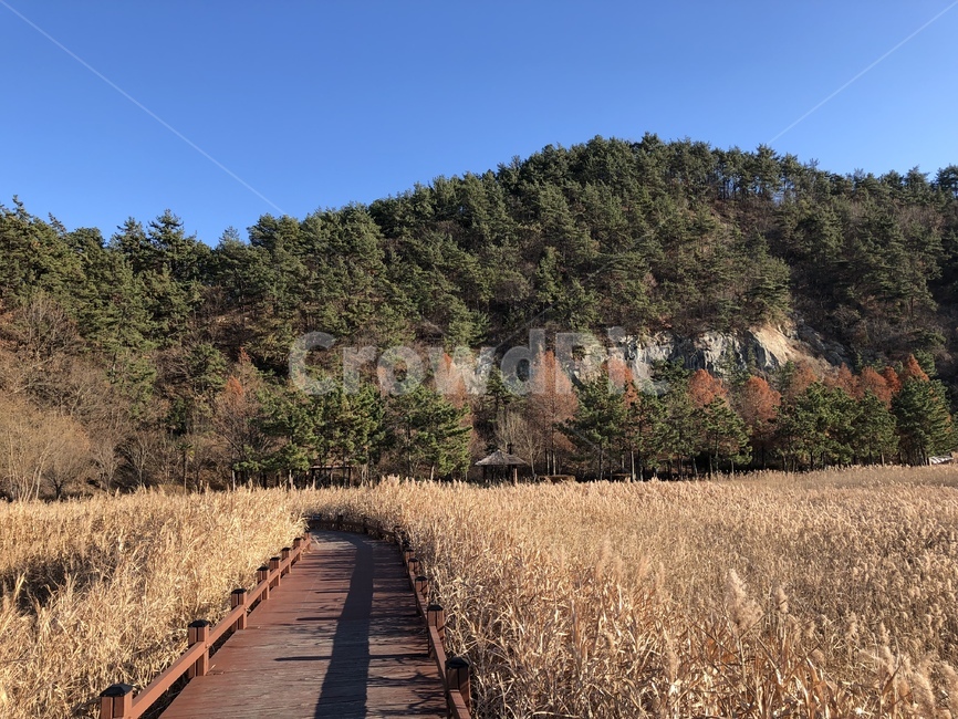 plant,식물,tree,나무,abies,산책로,갈대,reed,winter,겨울,맑음,순천만,습지,자연,풍경,nature,landscape