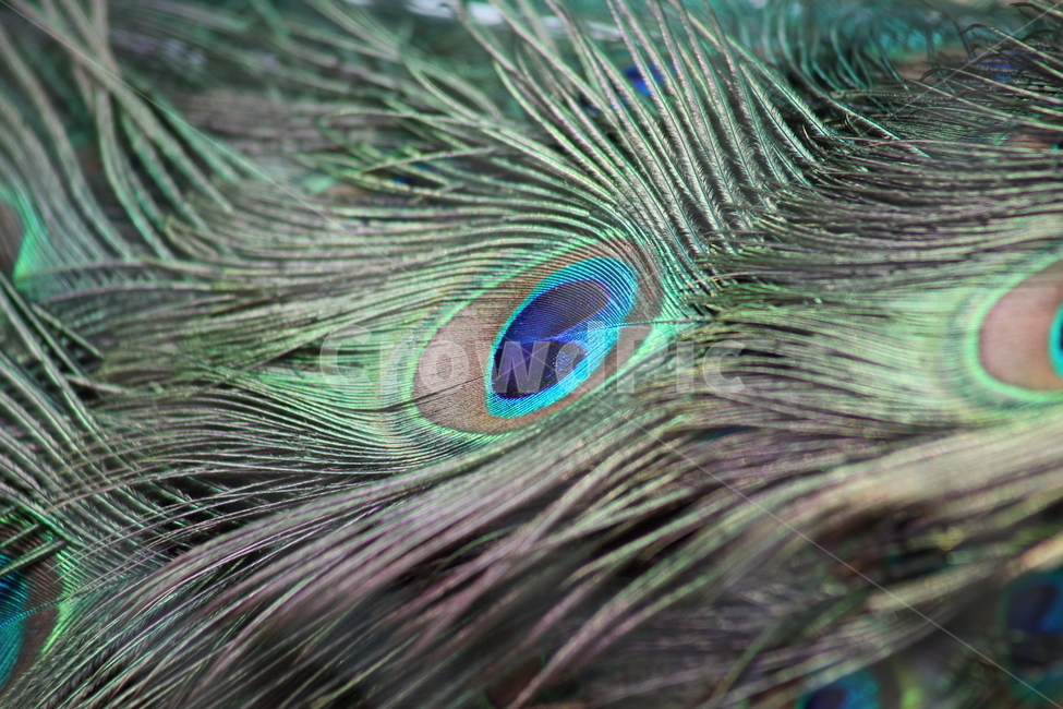 공작새,깃털,공작,feather,pavocristatus