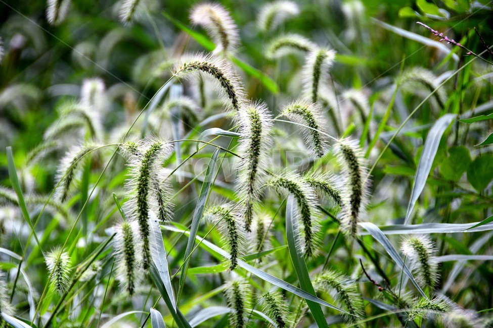 강아지풀,식물,자연,역광,숲,식물,자연,plants,nature