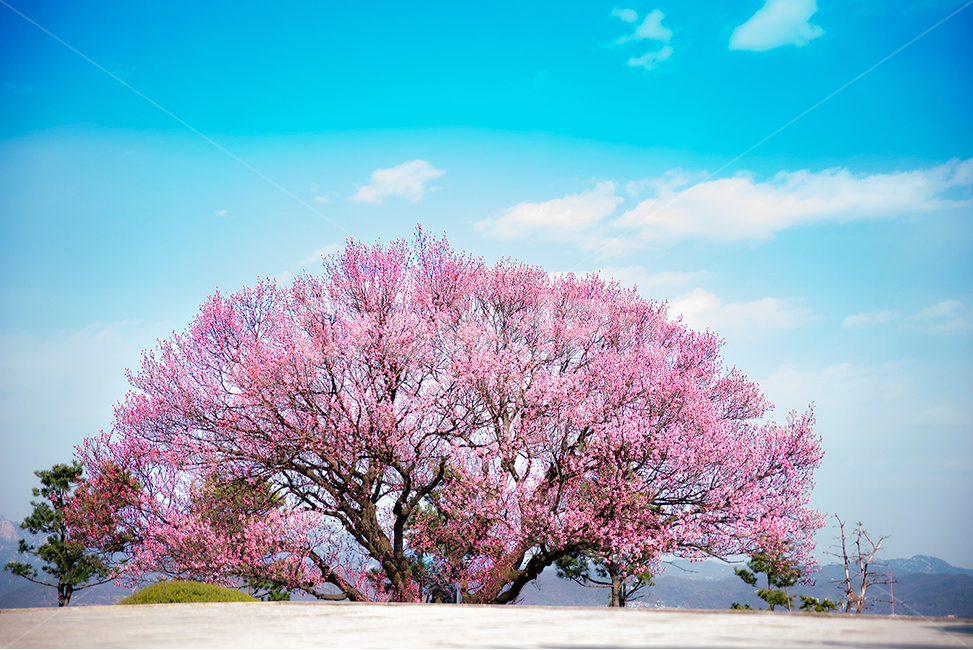벚꽃,하늘,나무,핑크,봄,봄,계절,spring,season,plant,식물