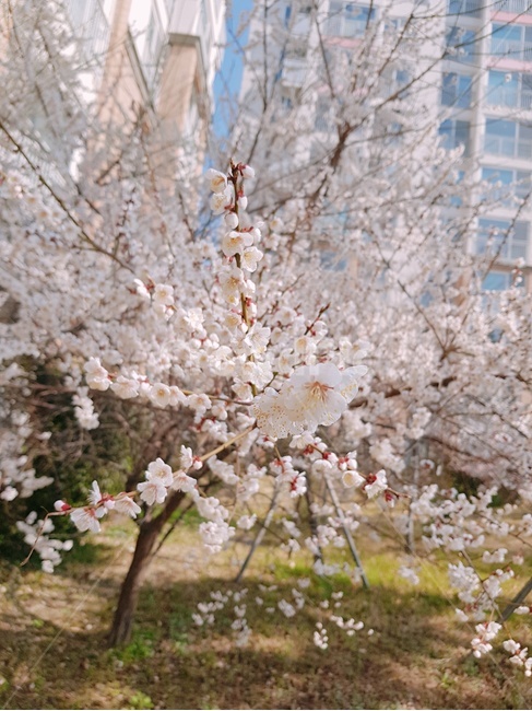 꽃,벚꽃,벚나무,봄,꽃잎,식물,자연,봄,계절,spring,season,plant,blossom,flower