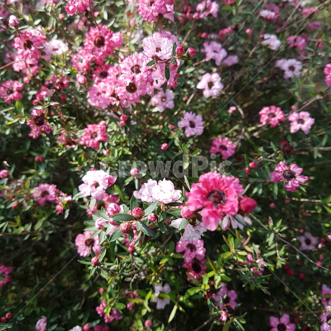 꽃,식물,자연,봄,flower,spring,식물원,화원,온실,식물,자연,plants,nature,꽃,flower