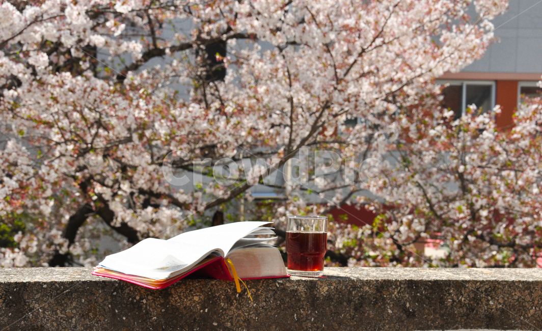 벗꽃,성경책,성경,아이스아메리카노,꽃,flower,plant,식물,coffee,book,bible,spring,봄,핸드드립커피,커피,아메리카노,blossom,배경화면