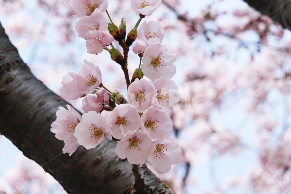 봄,꽃,벚꽃,나무,flower