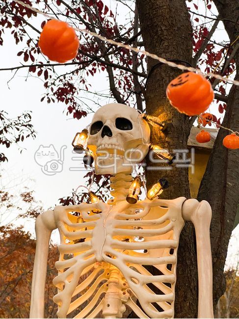 halloween festival,jackolantern,festival,Skull,bone,Halloween
