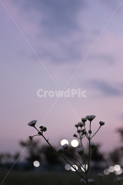 여름풍경,보랏빛하늘,보라색,꽃,작은꽃,여름밤,감성,summerscenery,purplesky,violet,flower,smallflower,summernight,sensibility