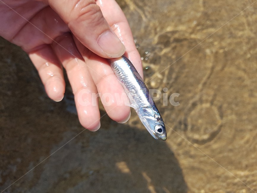 멸치,바다,생멸치,어류,anchovy,어류,물고기,fish,수산물,해산물,fishery products,seafood