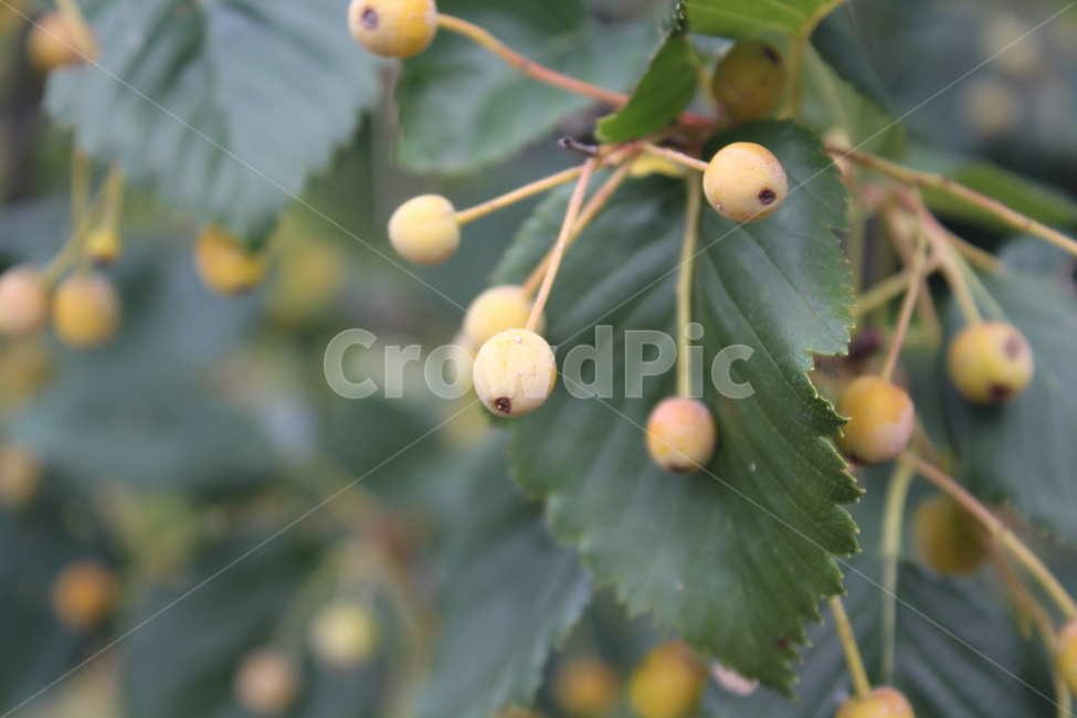 plant,식물,fruit,yellow,열매,꽃,flower,과일,열매,fruit
