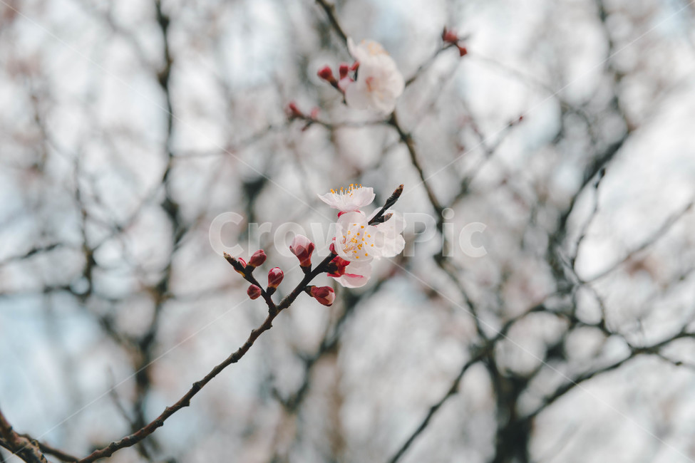 봄,벚꽃,꽃잎,flower,cheeryblossom,봄꽃