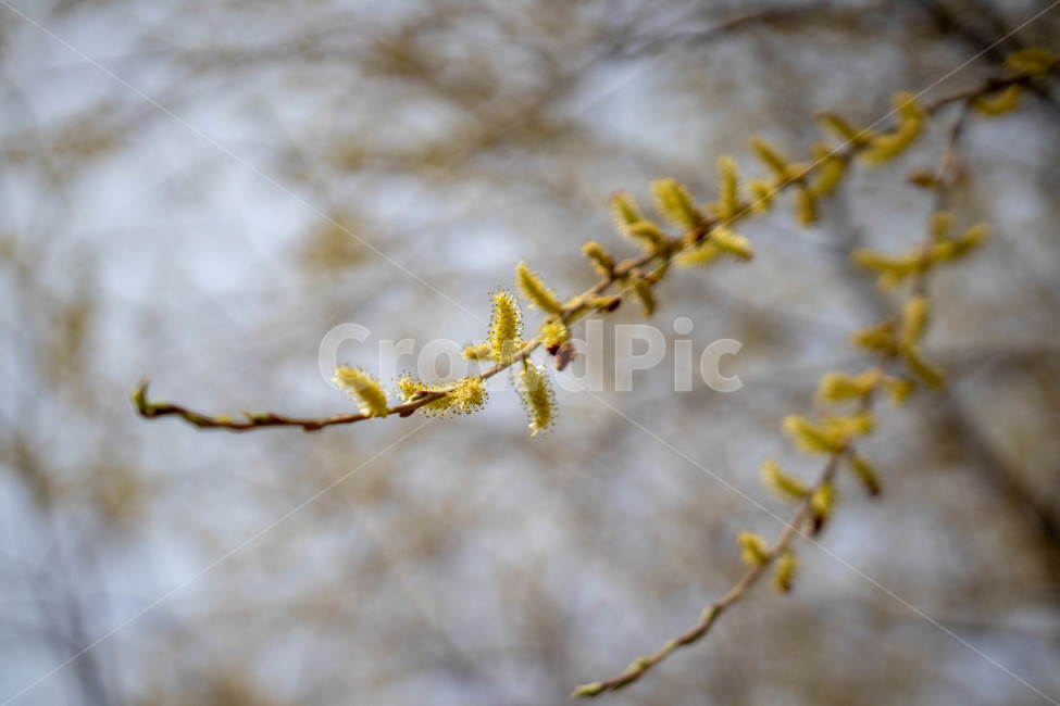 버드나무,꽃,나무,버드나무꽃,식물,봄,봄,계절,spring,season,식물,자연,plants,nature,꽃,flower,plant,tree,conifer,구과 식물