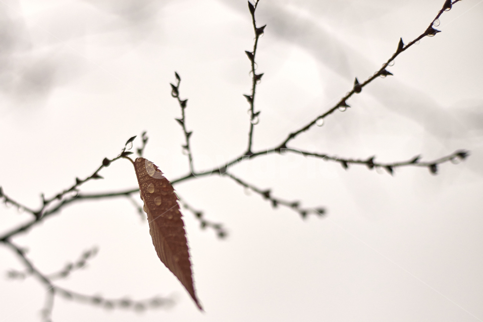 가을,단풍,따뜻함,쓸쓸함,낙엽,가을,계절,fall,autumn,season,식물,자연,plants,nature,leaf,잎,plant