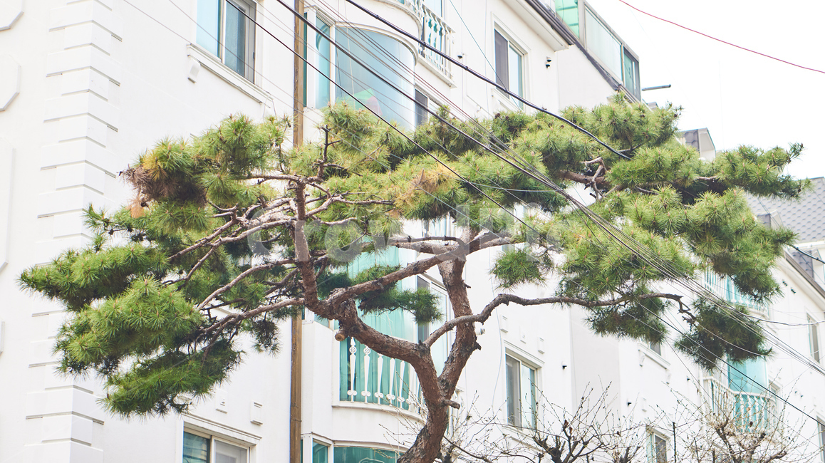 봄,꽃,나무,flower,소나무,plant,wood,자연,식물,자연,plants,nature,나무,trees,wood