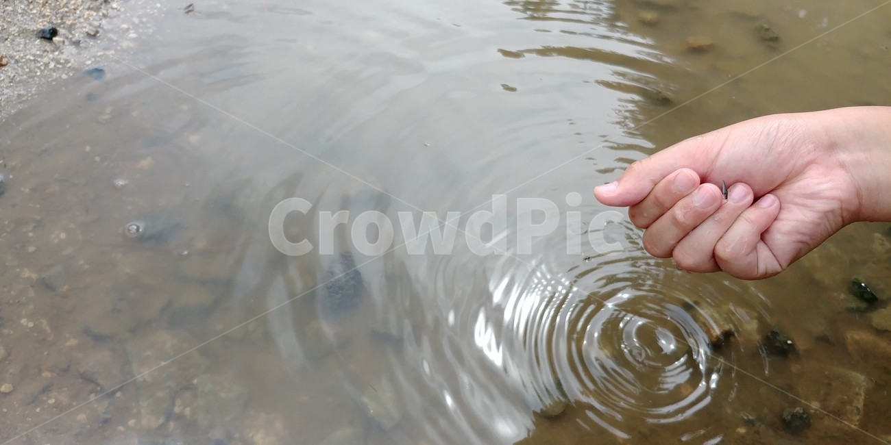 소금쟁이,웅덩이,물웅덩이,소금쟁이잡기,비오는날,여름,비,곤충,insect