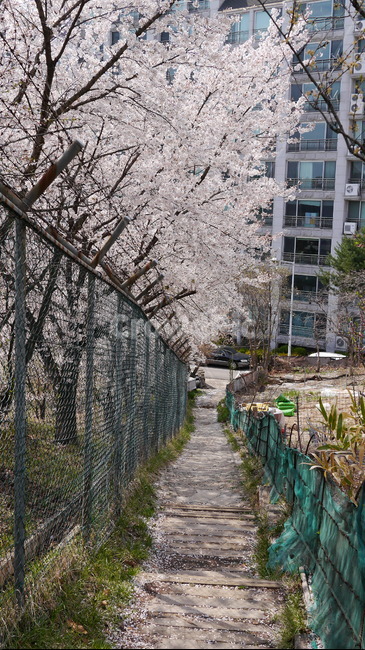 봄,꽃나무,벚꽃,꽃,등산로,산책로,꽃길,봄,계절,spring,season,plant,식물
