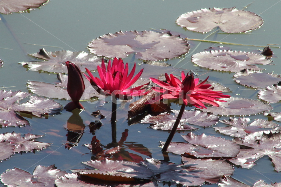 연,수련,연꽃,꽃,waterlily,식물,자연,plants,nature,꽃,flower