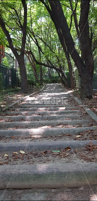 도화동,수봉공원,나무,길,인천