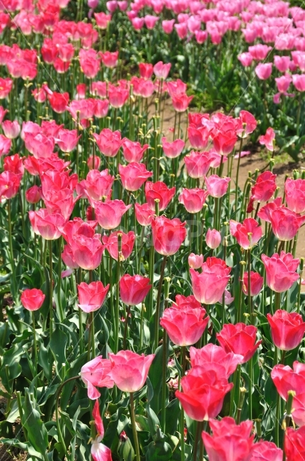 꽃,튤립,봄,남해,tulip,식물,자연,봄,계절,spring,season,식물,자연,plants,nature,꽃,flower,plant,blossom