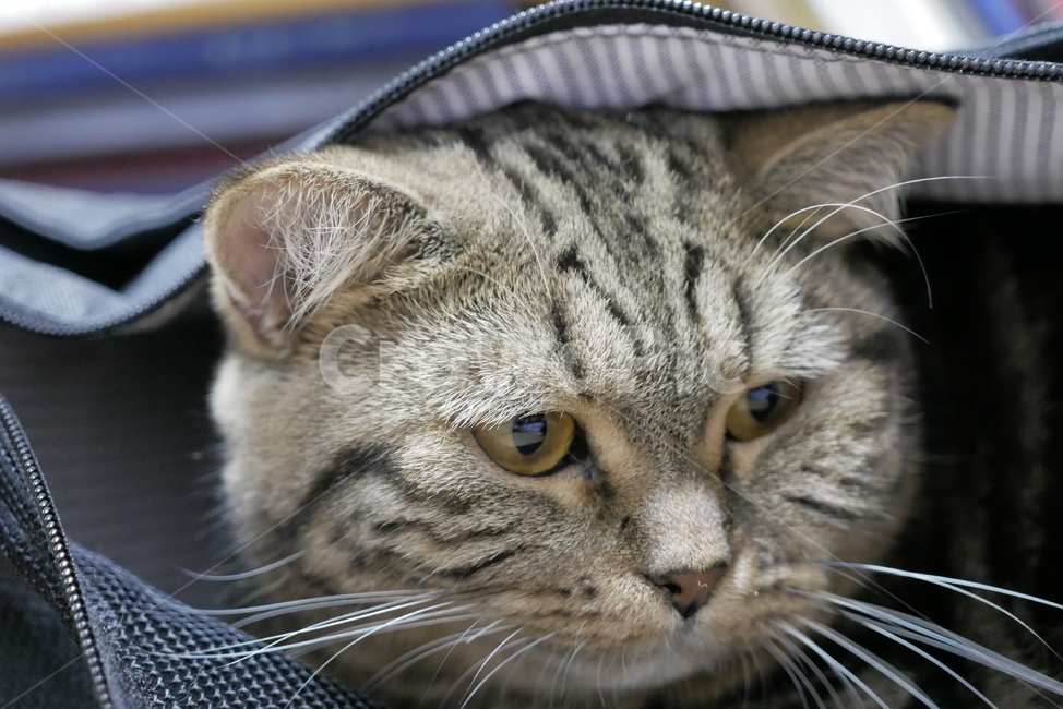 고양이,개냥이,동물,얼굴,표정,애교,귀여운,동물,animal,포유류,mammal,고양이,cat,kitten,kitty