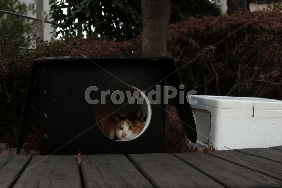 고양이,공존,귀여움,겨울,길,길고양이,cat,cute,분위기,감성,동물,animal,포유류,mammal,고양이,cat,kitten,kitty