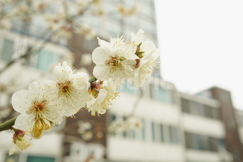 꽃,매화,매화꽃,봄,흰색,식물,자연,plants,nature,꽃,flower