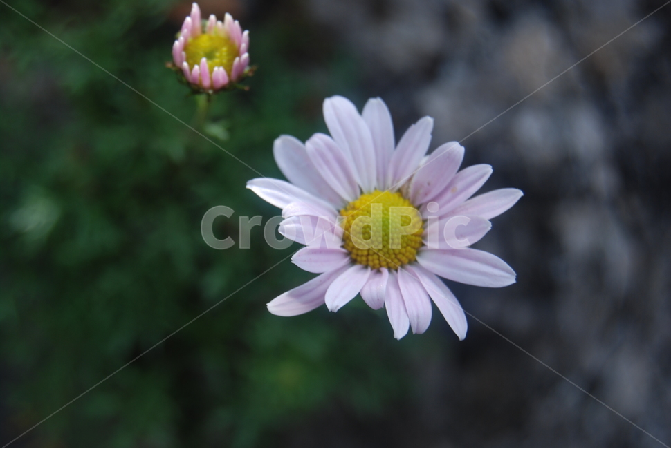 석병산,수목원,야생화,봄,자연,식물,자연,plants,nature,꽃,flower