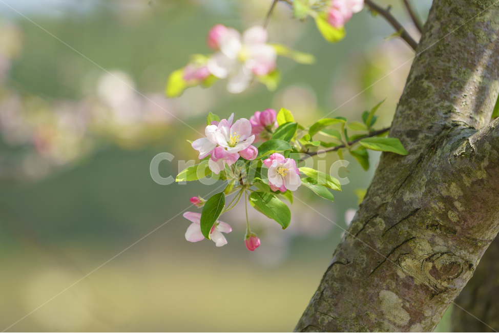 자연,풍경,봄,꽃,감성,봄,계절,spring,season,식물,자연,plants,nature,꽃,flower,감성,sensible,feeling,plant