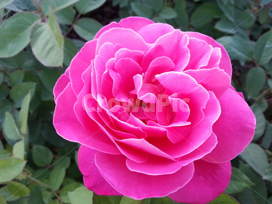 장미,분홍색,장미꽃,꽃,rose,분홍장미,pink,화사한,sunny,생기,향기,싱그러운,aroma,fresh,핫핑크