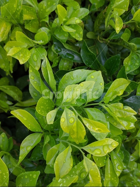 leaf,잎,plant,식물,green,초록,자연