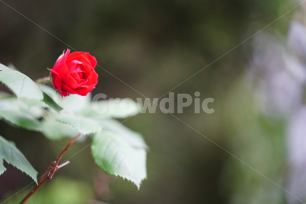 장미,로즈,식물,생물,생명,rose,레드,red,붉은,색감,컬러,꽃,플라워