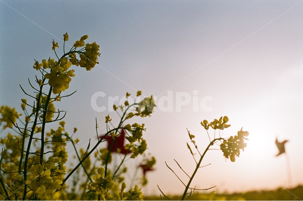 부산,대저생태공원,유채꽃,대저생태공원유채꽃축제,Film,Filmcamera,필름카메라,필름,감성사진,필름감성,저녁노을,봄,계절,spring,season,식물,자연,plants,nature,꽃,flower,flare,플레어,light,빛,sunlight,햇빛