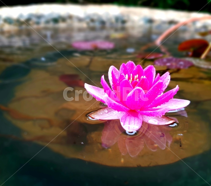 plant,식물,flower,꽃,수련,식물,자연,plants,nature,꽃,flower