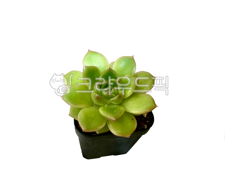 다육식물,다육이,반려식물,식집사,plant,흑장미,힐링,초록,green