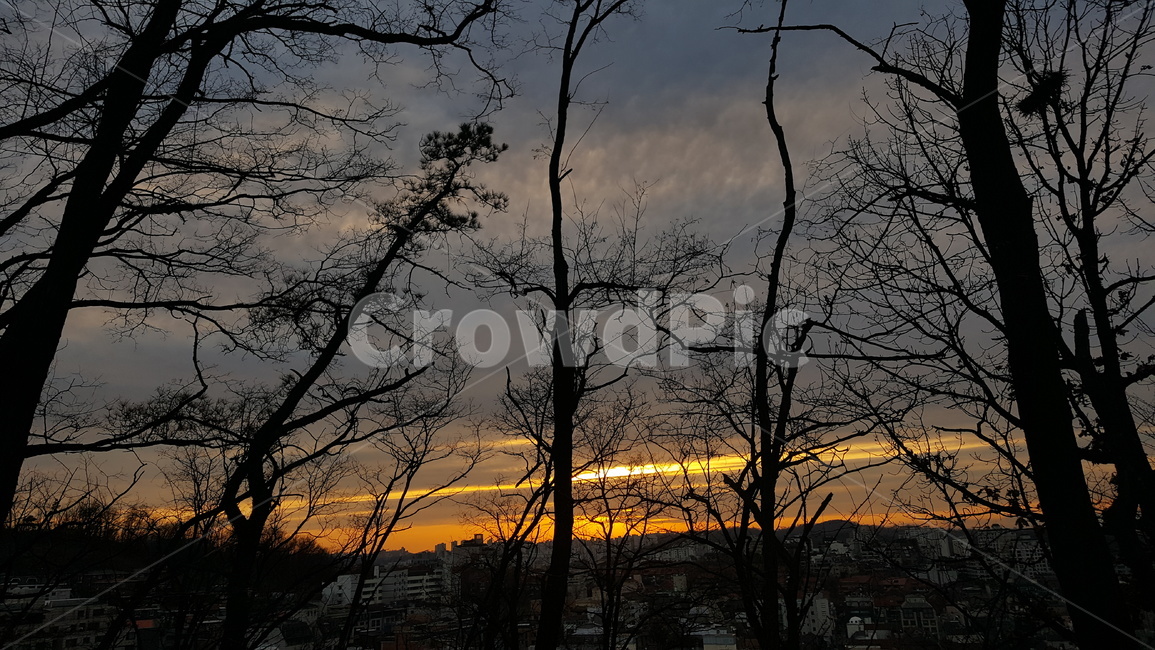 석양,노을,나무,sunset,sky,tree,building