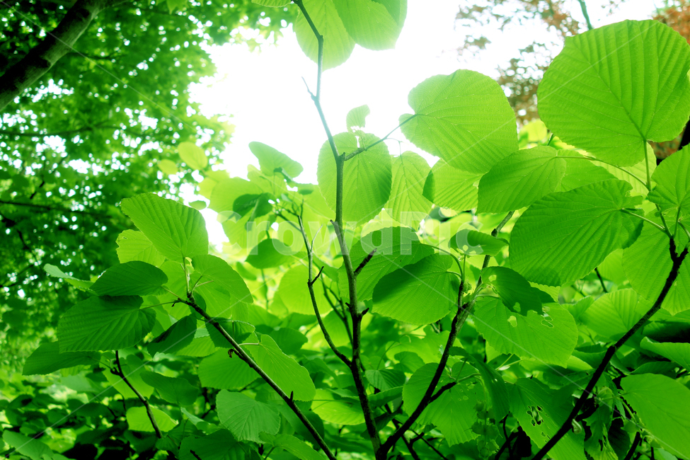 공기,신선한,맑은,청정,푸르른,나뭇잎,싱그러운,여름,잎무늬,plants,nature,숲,healing,green,나무잎,plant,forest,leaves,5월,6월,엽록소,산소,울창한,그늘,피톤치드,나무,줄기,air,clean,숲속,식물,trees,wood,청명,햇빛,활엽수,sns,feeling,leaf,역광,사보,봄,잎새,봄이미지,그리너리,4월,7월,시즌,계절,자연,풍경,투명한,힐링,무공해,나무들,시안,디자인,디자이너,카다로그,greenleaves,친환경,자연친화적,순수,오염없는,출판,편집,인쇄,홍보용,배너,전단,팝업,색감,정화,환경,자연이미지,환경친화적,광고,잡지,책자,서적,교과서,학습지,청록,에어,색상,해맑은,햇살,초록,초록물결,그린,녹색,신록,마케팅,콘텐츠,홈페이지,블로그,웹,홈쇼핑,식물,자연,plants,nature