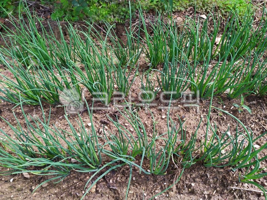 plant, 식물, vegetation, 쪽파, 파, 사진,이미지,일러스트,캘리그라피 - 멸치사탕작가