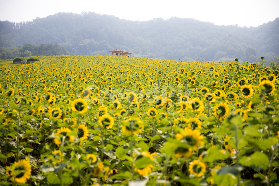 해바라기,함안,꽃,꽃밭,자연,여름,풍경,식물,식물,자연,plants,nature,꽃,flower
