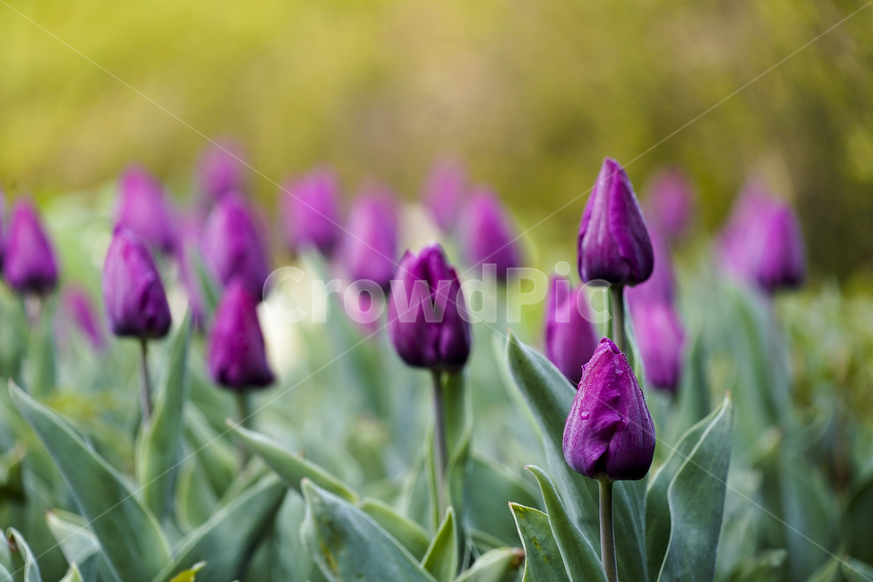 plant,식물,꽃,flower,튤립,tulip,식물,자연,plants,nature