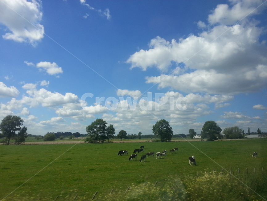 뉴질랜드,초록,하늘,편안한눈,힐링,자연,풍경,nature,landscape,outdoors,옥외,grassland,목초지,field,들,cattle,가축,animal,동물,cow,소,mammal,포유류,rural,농촌,farm,농장