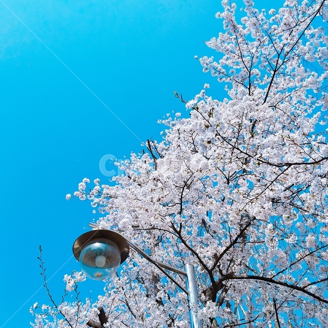 벚꽃,봄,꽃,화창한날씨,파란하늘,낮