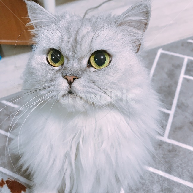 고양이,친칠라,페르시안,페르시안고양이,반려묘,반려동물,애완동물,cat,개냥이,동물,animal,포유류,mammal,고양이,cat,kitten,kitty