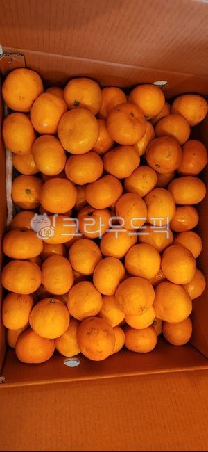 citrusfruit,감귤류과일,fruit,과일,food,음식,orange,주황색,귤,감귤,제주귤,제주감귤,로얄사이즈,잘익은귤,주황귤,주황색귤